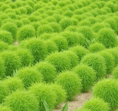 史上最"委屈"的植物,在中国被做成扫把,在日本却"价值连城"