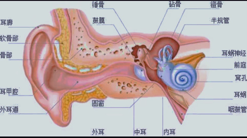 孩子的耳朵到底掏还是不掏?专家回答