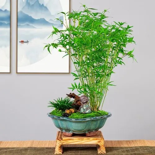 竹子种类繁多,有哪些品种适合用来制作盆景?