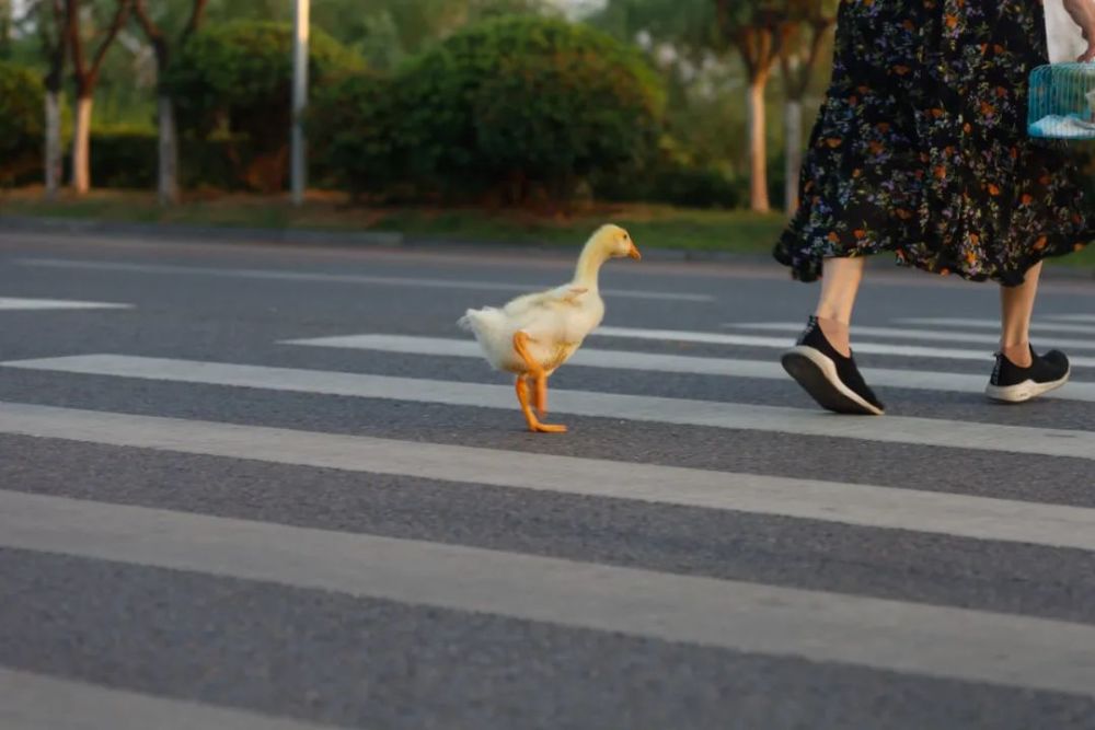 这是昨天早上看到的最有趣的一幕 一位老奶奶带着一只鸭子在散步 手里