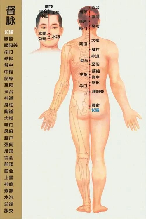 膀胱经在后背上有许多俞穴,有肺俞,胃俞,脾俞,肝俞,胆俞,心俞,肾俞