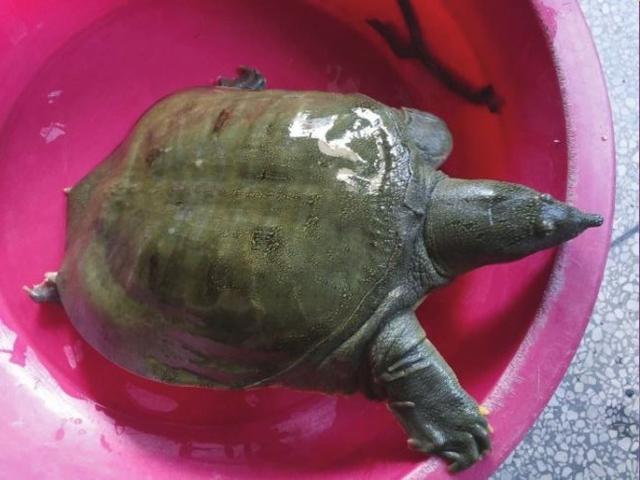 广东男子遇上"罕见"河鳖,僵持半小时没能上岸,网友