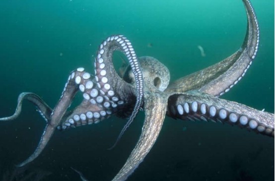 史上腿最多的章鱼!竟然有96条腿,是基因突变还是核辐射导致?
