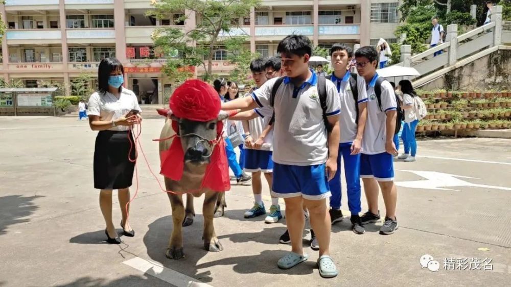 高州中学,高州一中,高州二中,高州四中高考喜报;高州家长送给学校一头