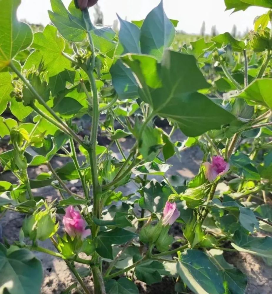 科学施肥能促进棉花稳健生长,提高棉花产量和肥料利用率.