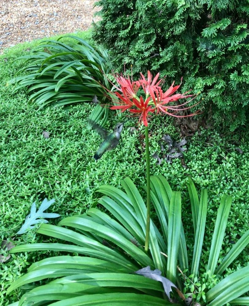 常被用作景观植物的红花石蒜,想让它开花,需满足几个条件