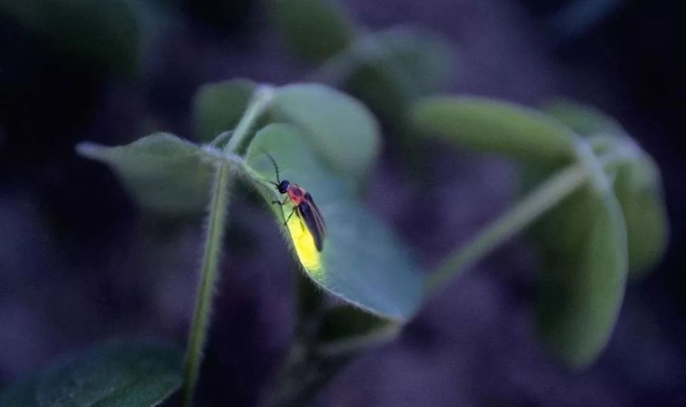 曾经照亮黑夜的萤火虫,渐渐远去