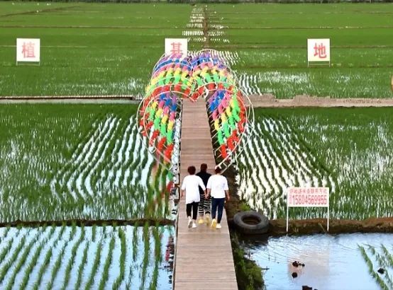 黑河市爱辉区:稻田公园升级归来 体验农业"玩"出"钱"景