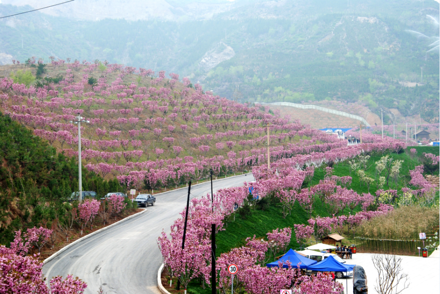 玉泉山樱花