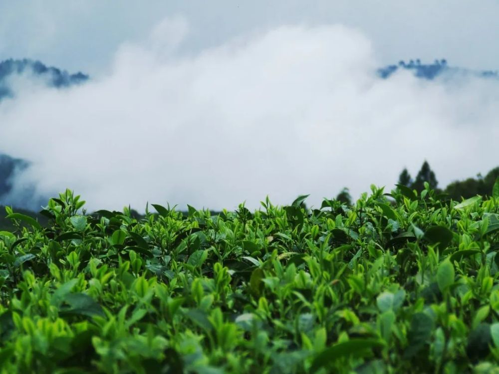高山铁观音茶园在云雾中若隐若现