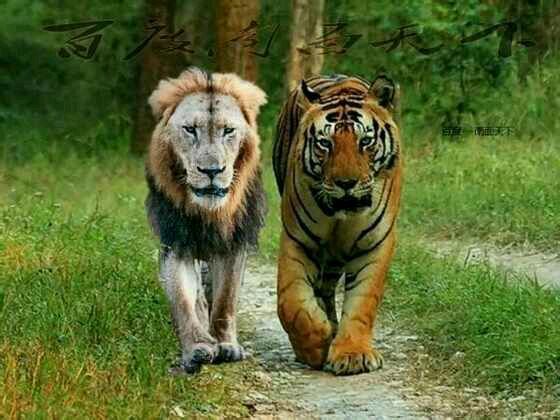 为什么有人说老虎打不过狮子,当东北虎遇上非洲狮,谁