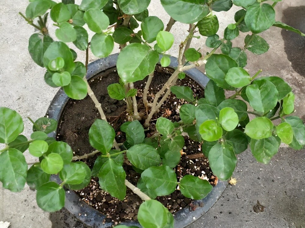 茉莉花的修剪工作分成3个阶段,掌握好修剪技巧,花开满枝头