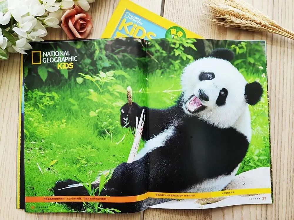 壁纸 大熊猫 动物 1000_750