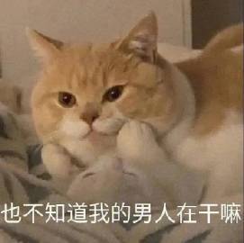 表情包:猫咪的表情