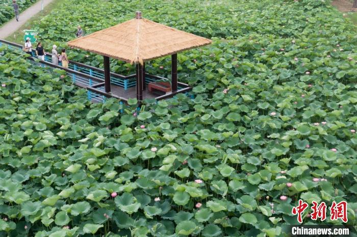 金湖荷花荡现有荷博园,百荷园,百莲园,荷文化体验馆等数十个景点.