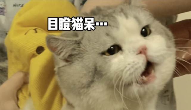 鱼抓猫?yes!