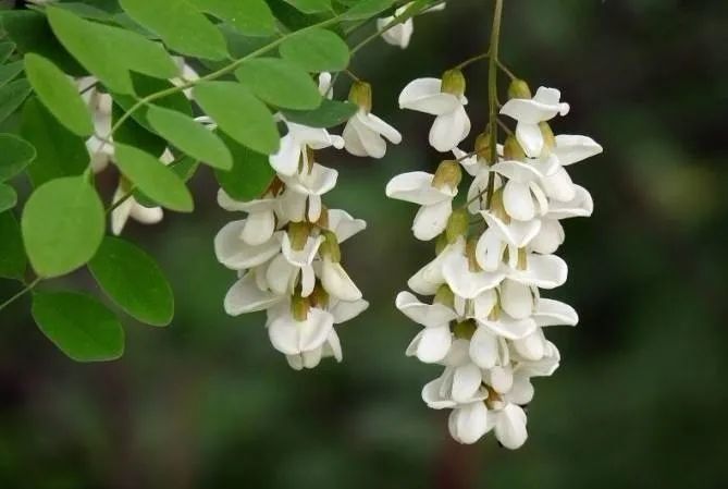 大连槐花灯,为何引发争议?大连还有哪些世界第一?