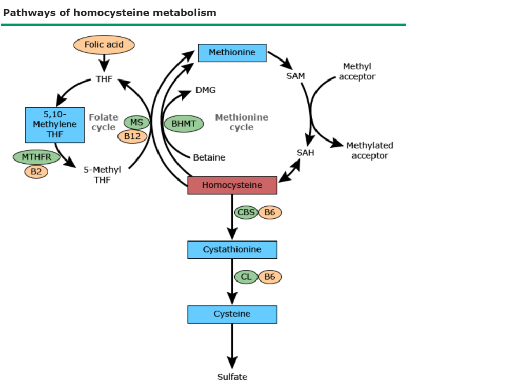 同型半胱氨酸的代谢需要维生素.