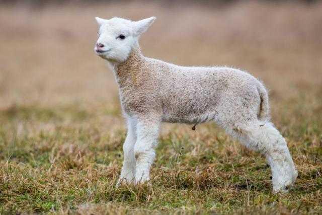 山羊和绵羊可以杂交产生后代吗?为什么?