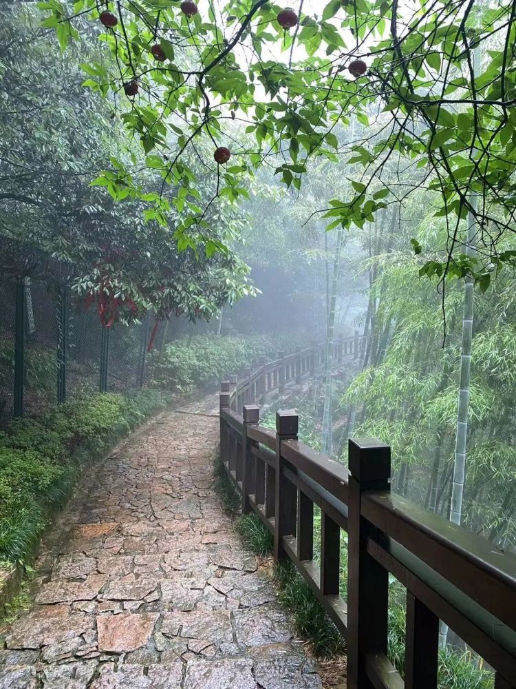 径山古道:雨雾漫漫绕竹林