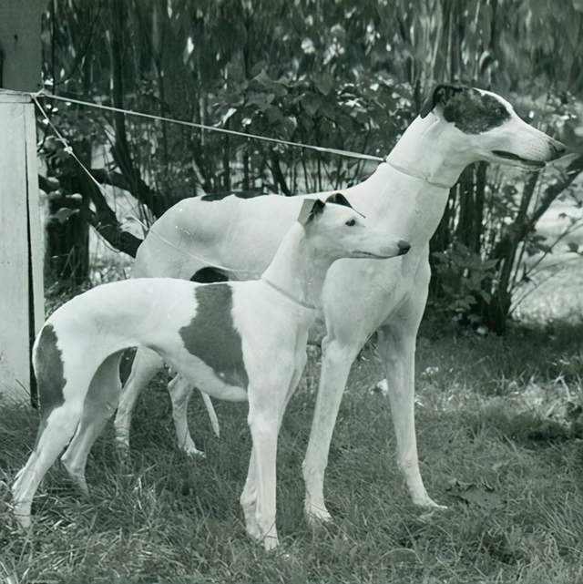 格力犬(greyhound),又名灵缇.