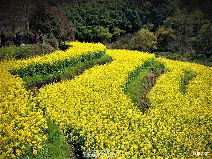 莫负四月好春光—自驾游览"胥岭梯田"赏油菜花(下)