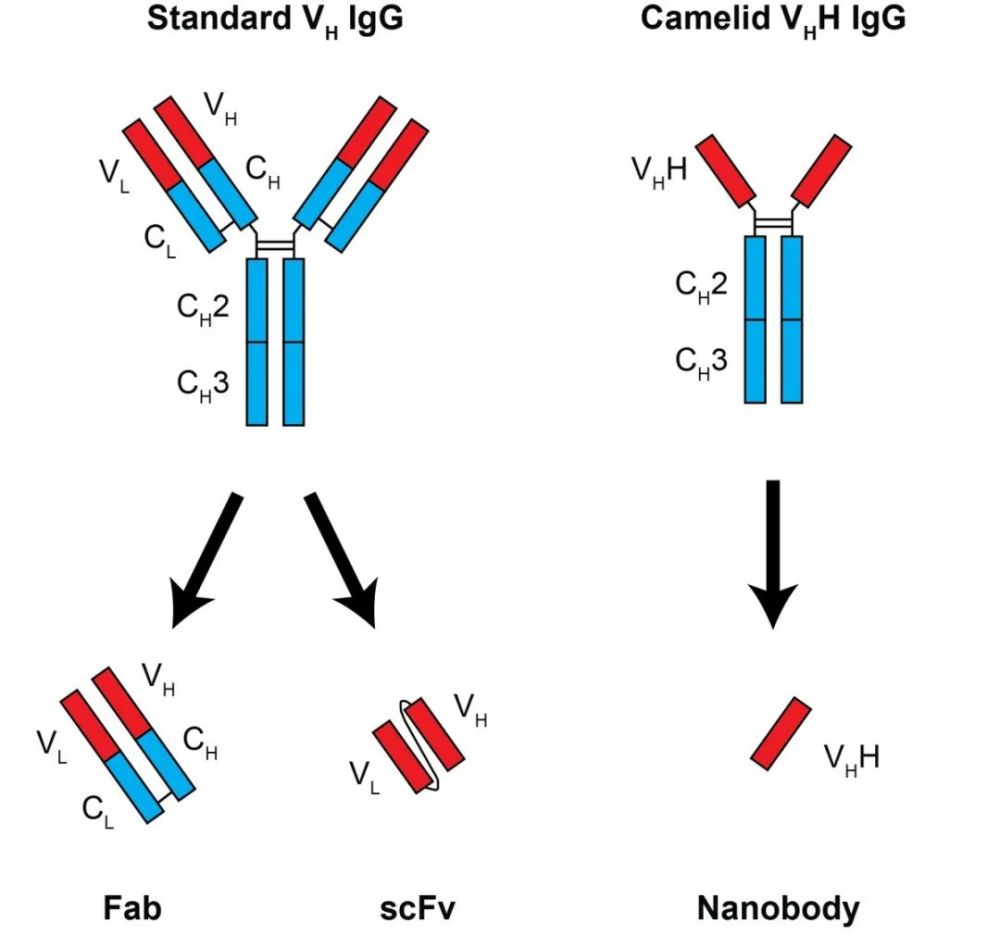 典型的抗体由重链和轻链组成,而纳米抗体没有轻链,由单个重链可变