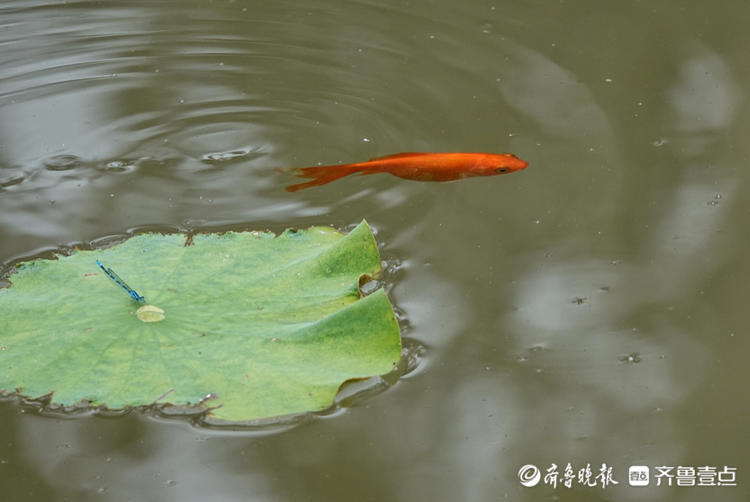 荷塘内小鱼与小蜻蜓和谐共生