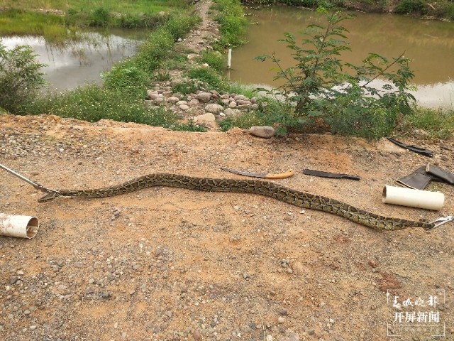 梦回水道，解析梦见一条没皮的大蟒蛇从水管里爬出来的深层寓意