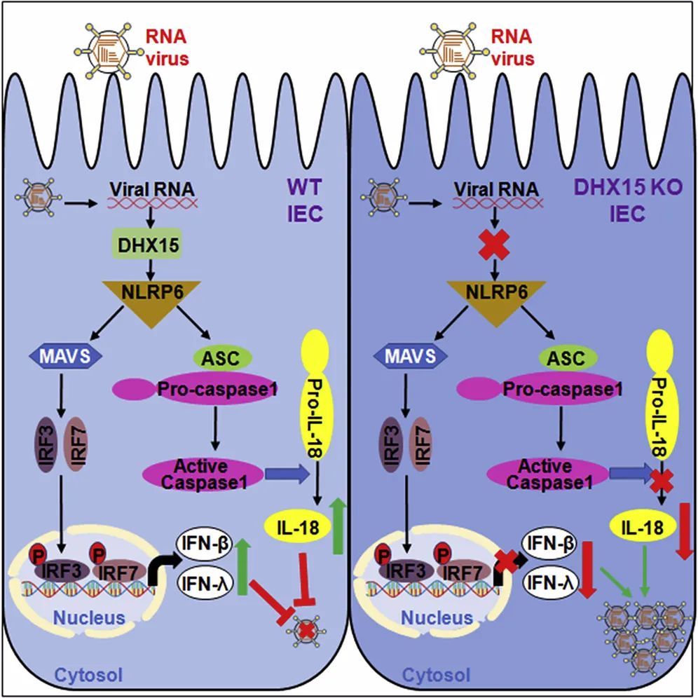 dhx15作为肠道上皮细胞rna感受器调控抗病毒天然免疫细胞因子产生示意