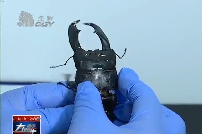 "世界上最漂亮的甲虫"在大连被截获!