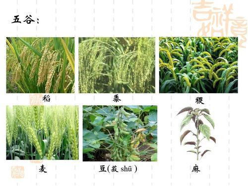 稻:俗称水稻,大米.黍(shǔ:俗称黄米.稷(jì:又称粟,俗称小米.