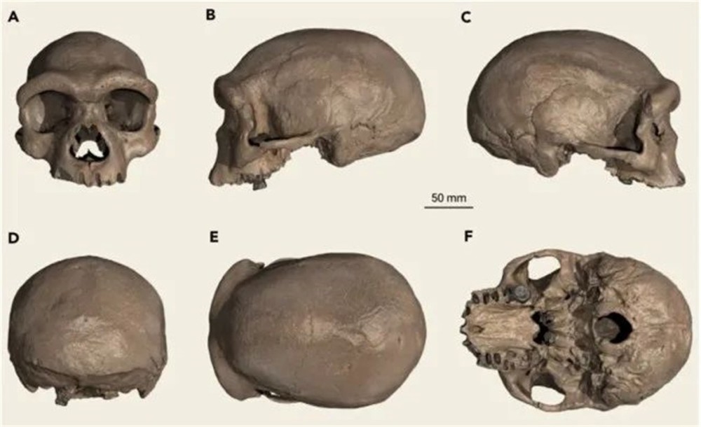 6万年前"龙人"头骨,在中国被发现,专家:人类进化的