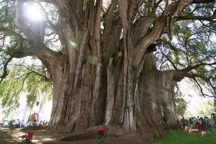 全球最著名的十五棵树,这是要成精的节奏?