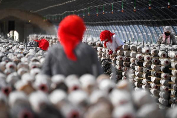 工人在宁夏吴忠市同心县下马关镇南安村闽宁协作菌菇种植基地采摘蘑菇