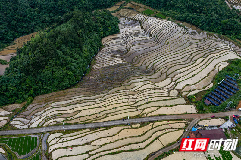 湖湘最美稻田|高山梯田播新绿