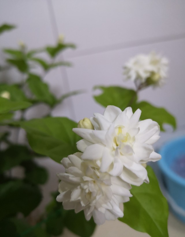 茉莉花界的"王子"—菊花茉莉,重瓣大花,浓香四溢,你