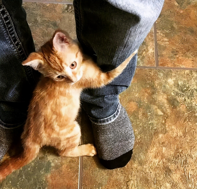 猫咪抱大腿的行为有这几种含义一般人都不懂