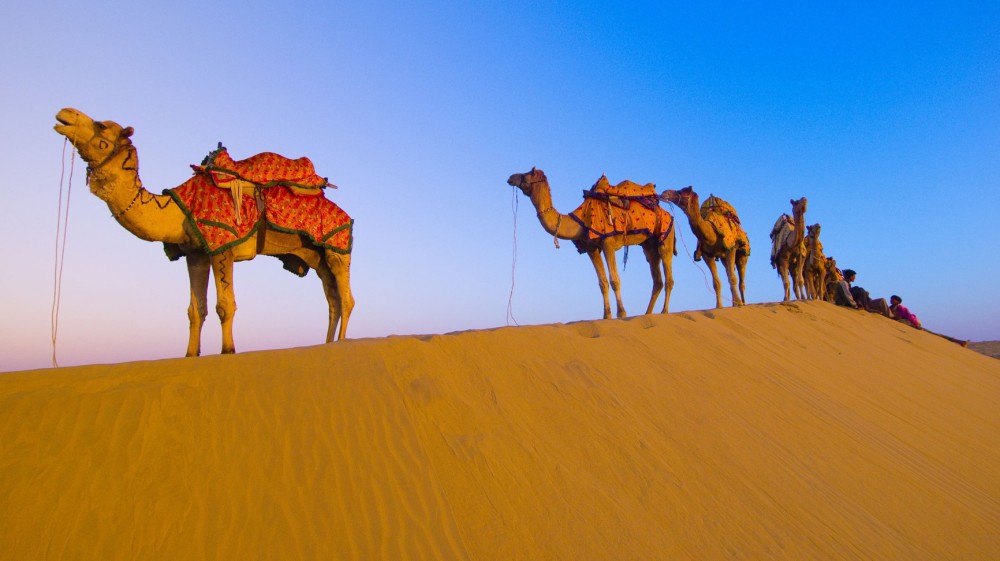 为什么不能碰在沙漠中渴死的骆驼?