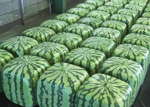 8年前很火的"方形西瓜,1个卖上千元,为何现在销声匿迹了?