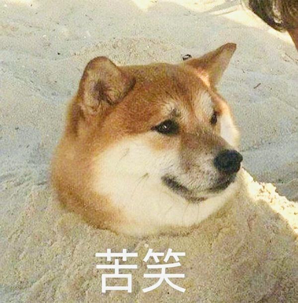 一些可爱柴犬表情包!