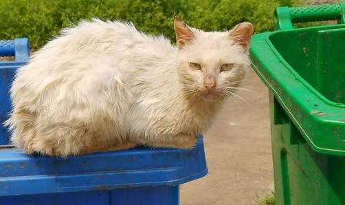 流浪动物温暖行动,请不要弃养您的宠物|流浪猫|猫咪|小猫|弃养