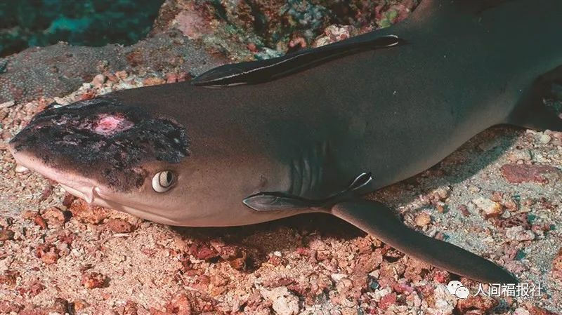 白顶礁鲨头部出现斑点及病变的照片,在社群媒体广为流传.