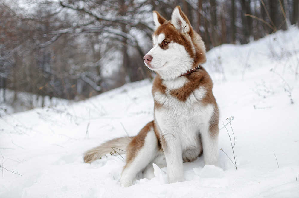 阿拉斯加雪橇犬的优缺点及饲养方法并不是每个人都适合养前得想好