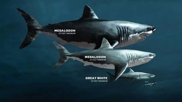 巨齿鲨作为食物链最顶端的海洋生物,为什么还灭绝了?