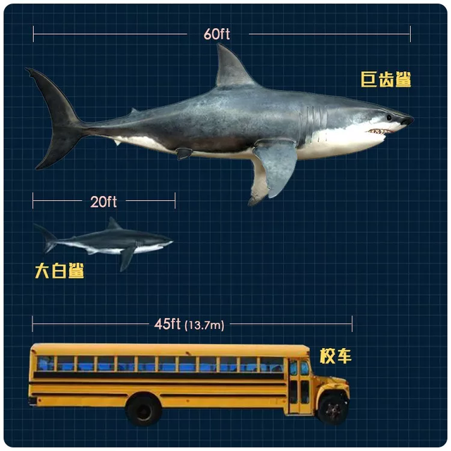 巨齿鲨作为食物链最顶端的海洋生物,为什么还灭绝了?