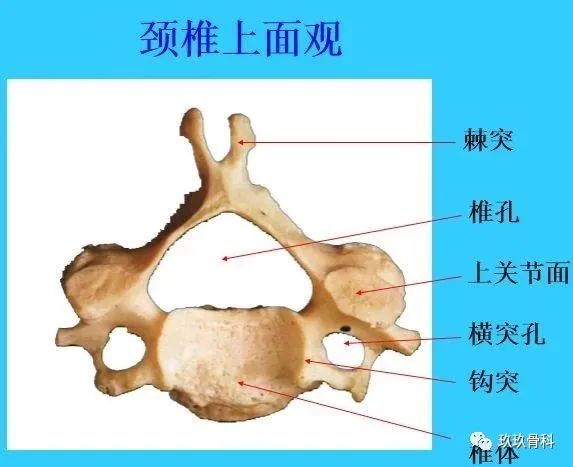 超实用脊椎解剖图解,收藏不亏