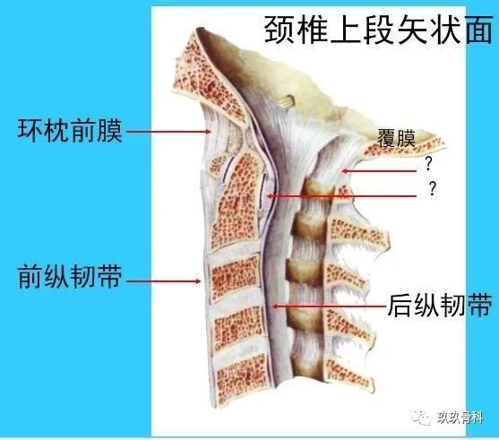 超实用脊椎解剖图解,收藏不亏