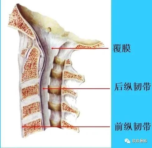 椎间盘:1,软骨终板(endplat of cartilage)2,纤维环  3,髓核 2,关节