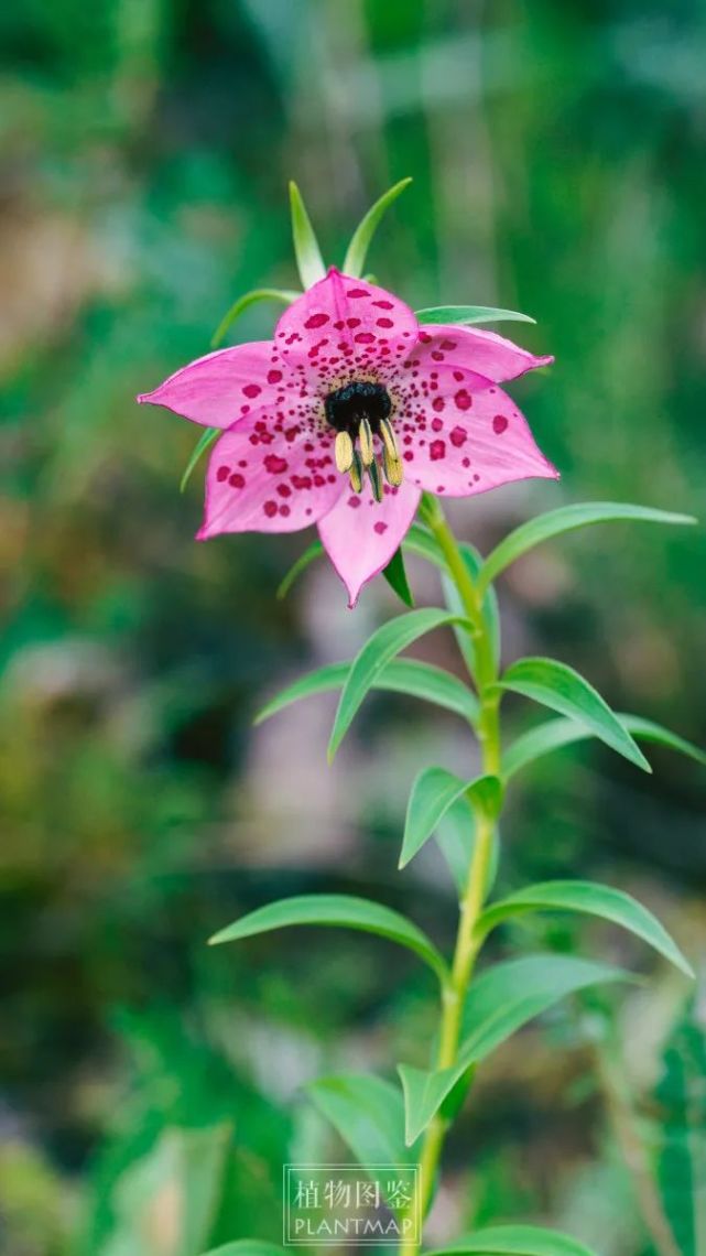 豹子花,花如其名,点着豹纹